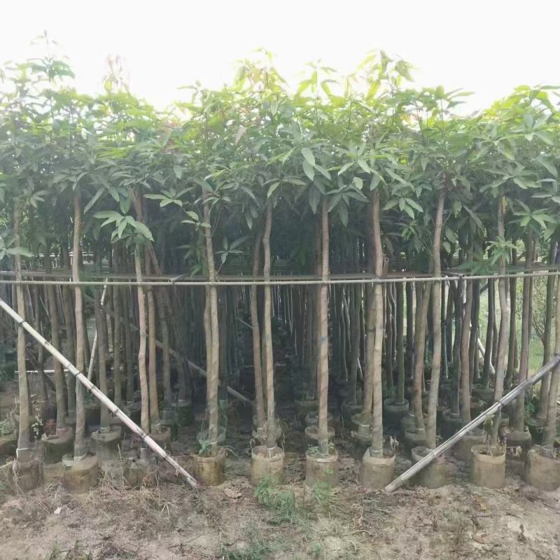 广东芒果树规格齐全量大从优品质保证欢迎联系