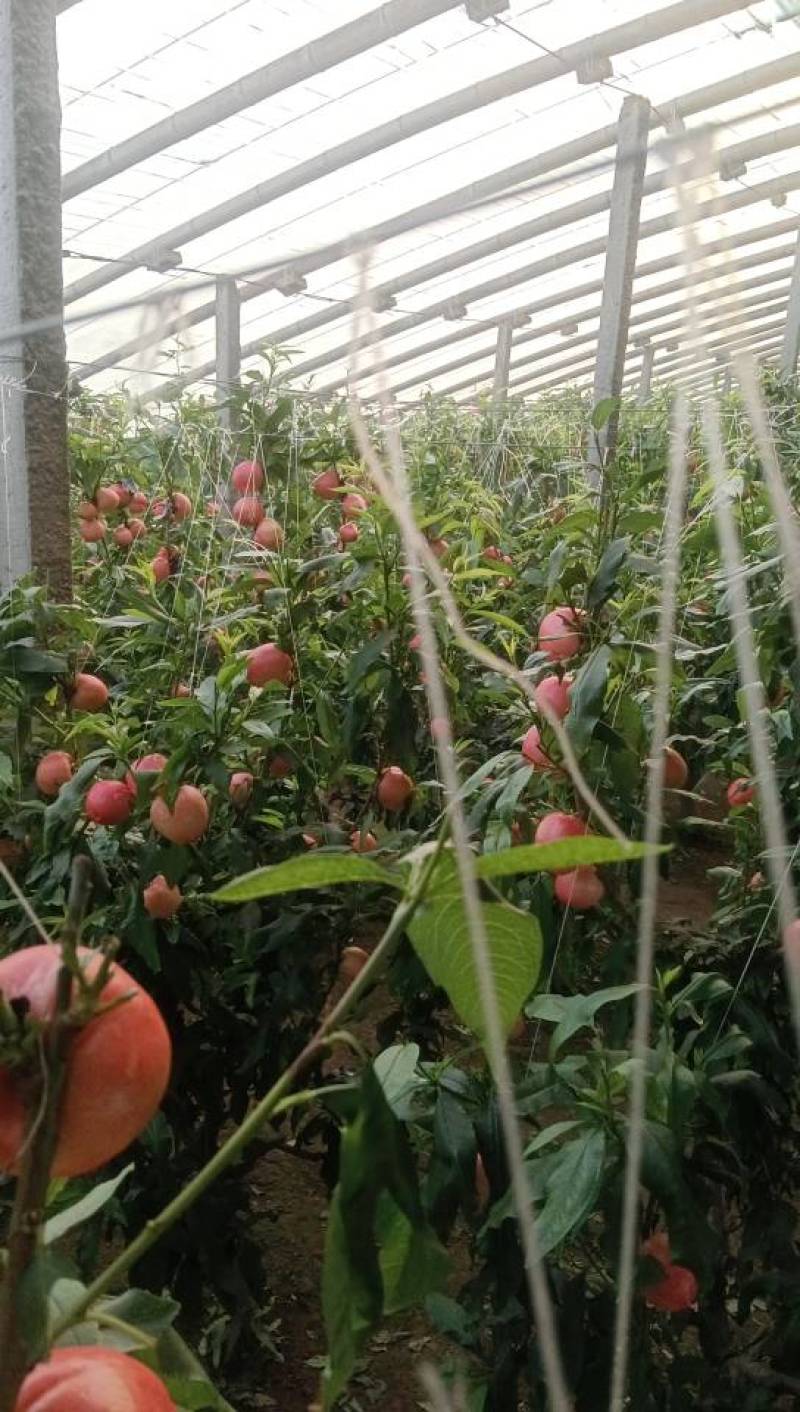 乐亭县油桃毛桃大量上市。需要的客商提前订单。