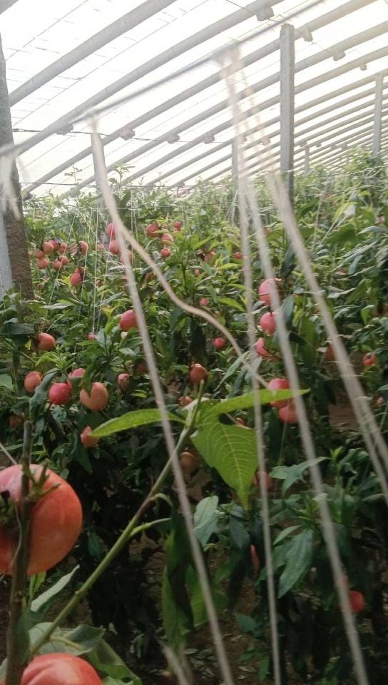 乐亭县油桃毛桃大量上市。需要的客商提前订单。