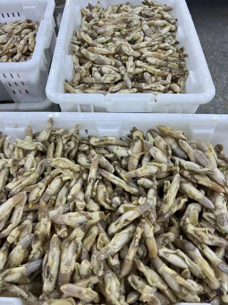 蛏子肉批发原料蛏王肉单冻蛏子肉无沙蛏子肉开嘴蛏王肉