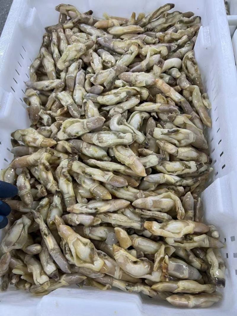 蛏子肉批发原料蛏王肉单冻蛏子肉无沙蛏子肉开嘴蛏王肉