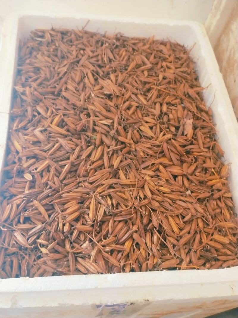 白及果夹供应，保证质量，精选品质，需要的请联系
