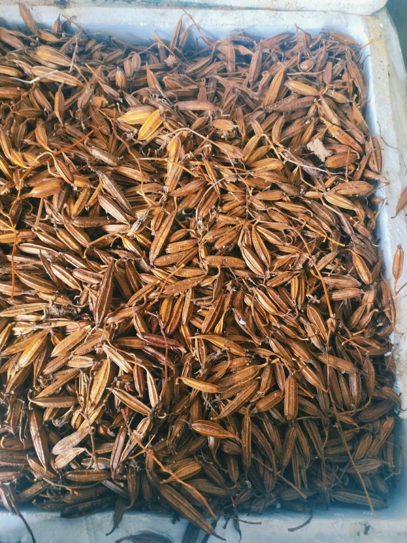 白及果夹供应，保证质量，精选品质，需要的请联系