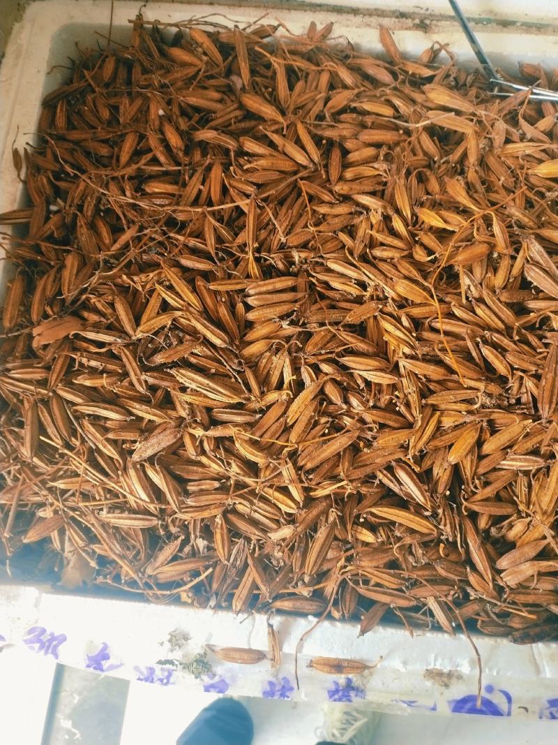 白及果夹供应，保证质量，精选品质，需要的请联系