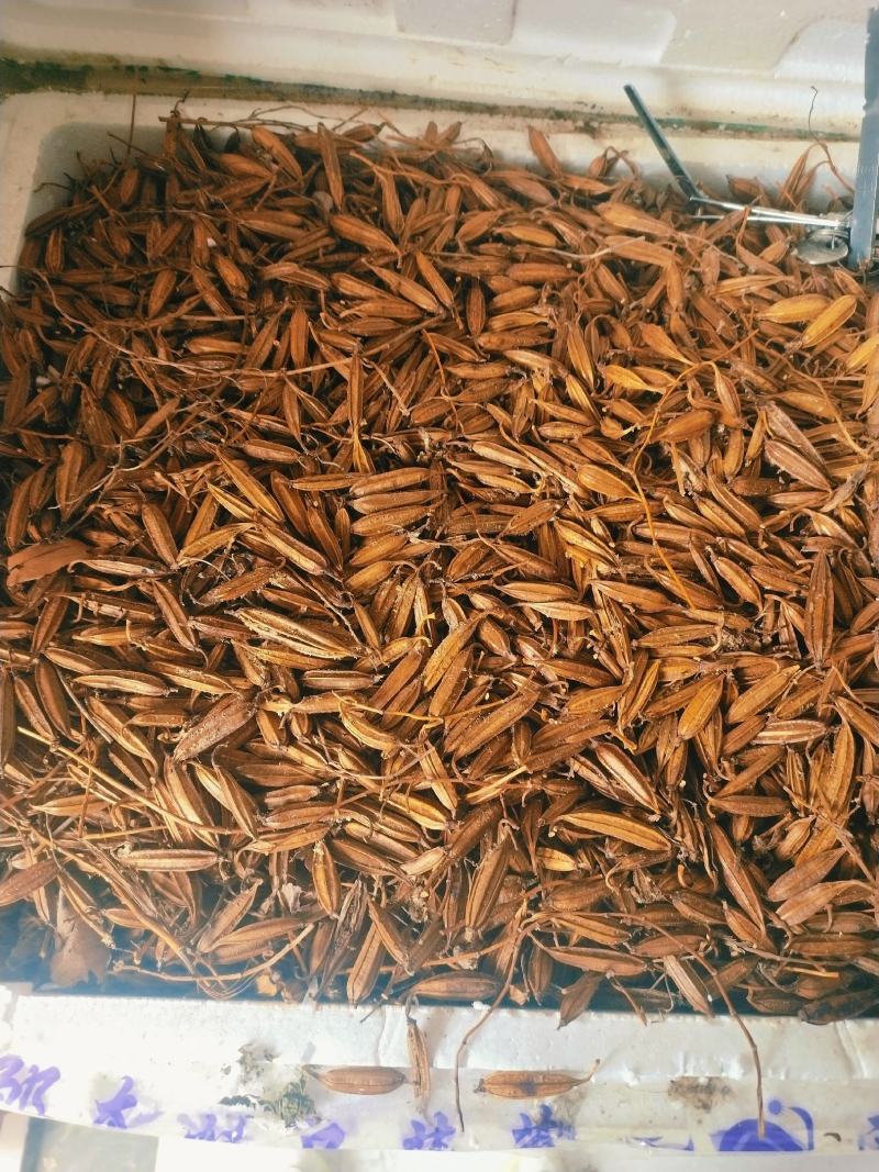 白及果夹供应，保证质量，精选品质，需要的请联系