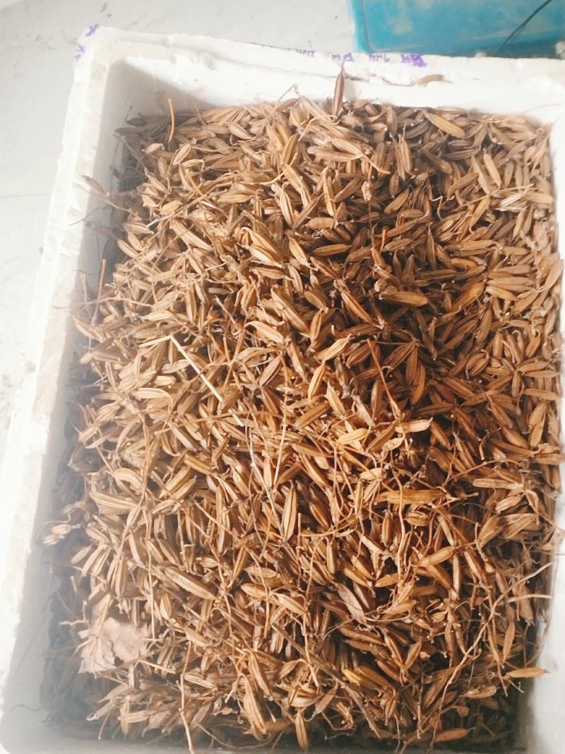 白及果夹供应，保证质量，精选品质，需要的请联系