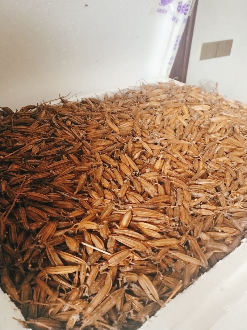 白及果夹供应，保证质量，精选品质，需要的请联系