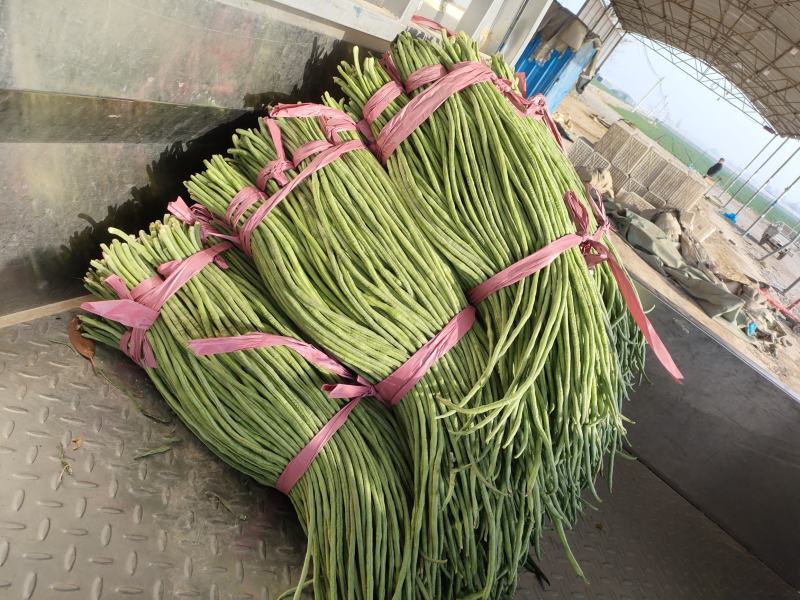 精品长豆角河南长豆角南乐长豆角长期供货欢迎采购
