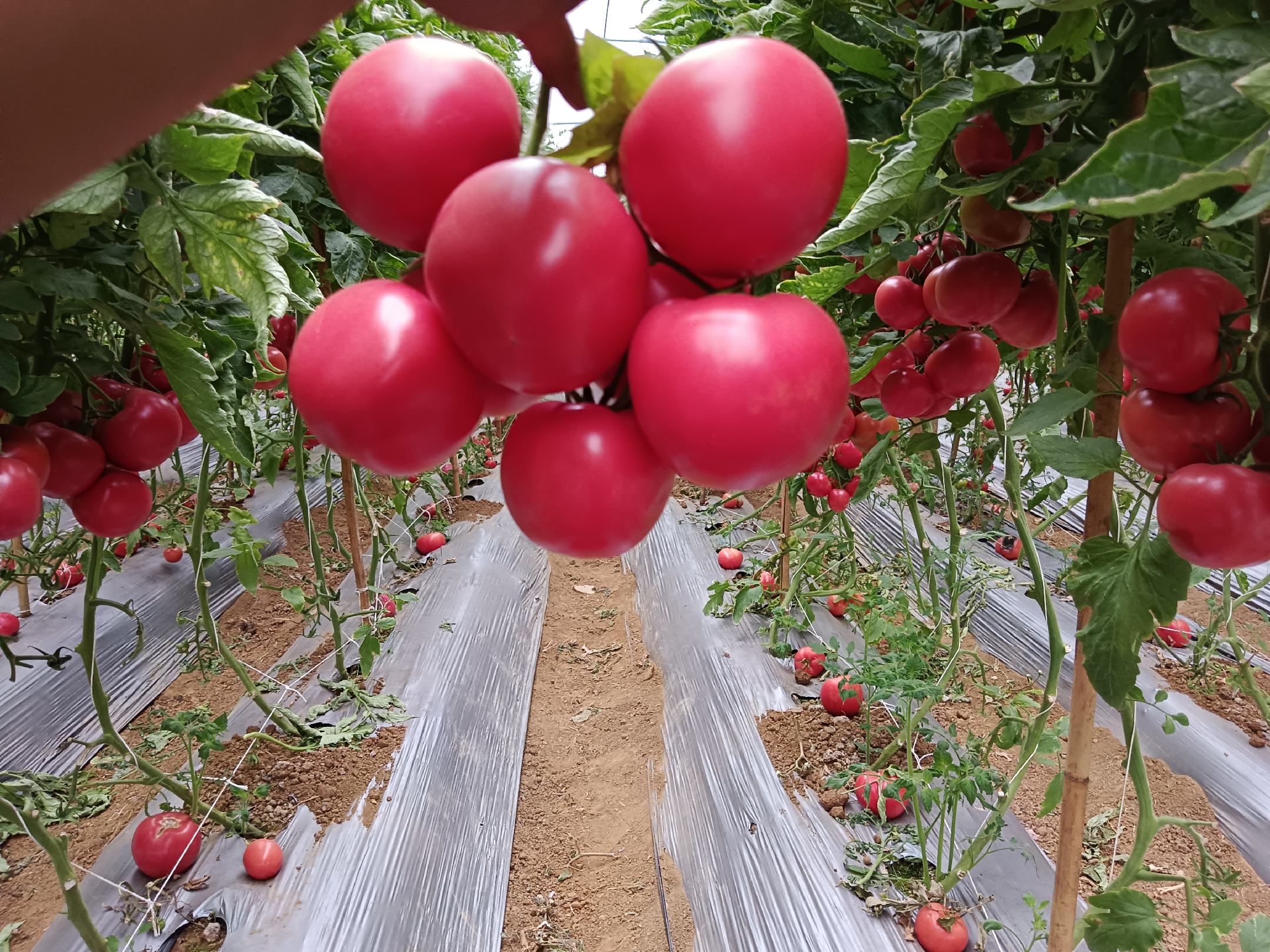 露天西红柿田间成熟景象
