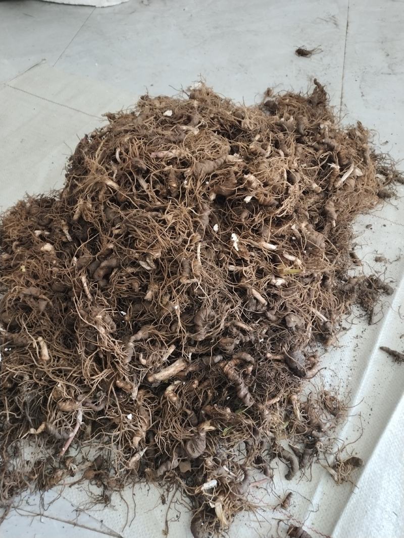 重楼种供应中，有需要的请联系，质量好，价格实惠