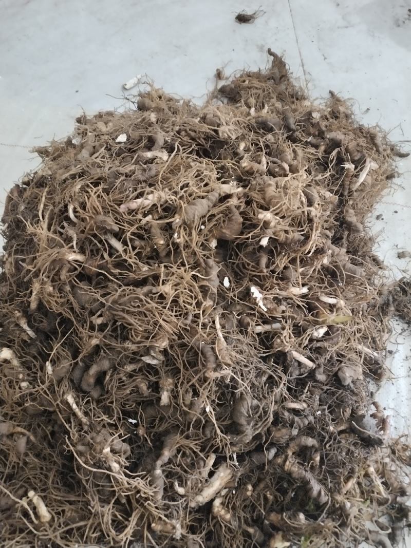重楼种供应中，有需要的请联系，质量好，价格实惠