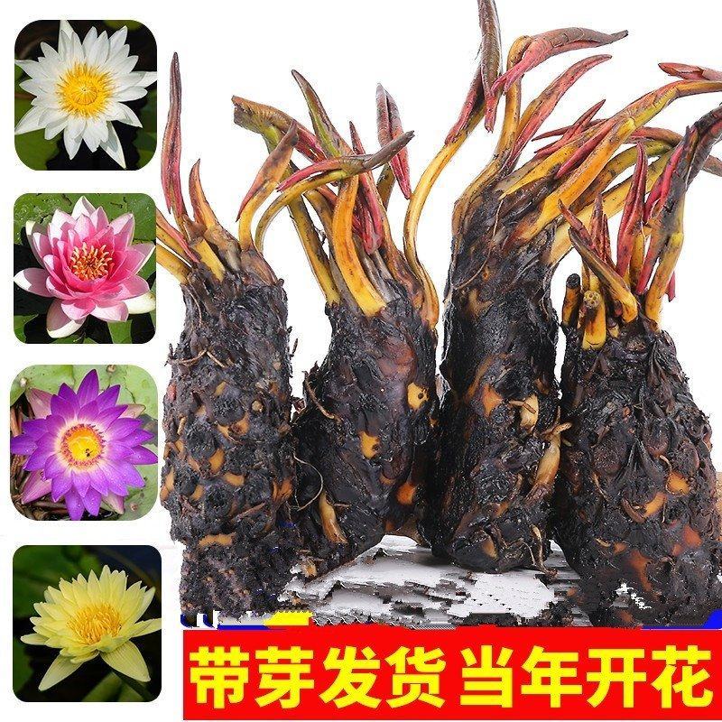 睡莲根块，观赏睡莲苗，池塘根块带芽，一件包邮死苗免费