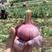 【精品大蒜】紫皮蒜把子蒜大量上市欢迎全国客户订购