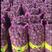 【精品大蒜】紫皮蒜把子蒜大量上市欢迎全国客户订购