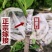 释迦果苗特大新品种黄龙释迦果嫁接苗当年开花结果带土带叶发