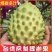 释迦果苗特大新品种黄龙释迦果嫁接苗当年开花结果带土带叶发