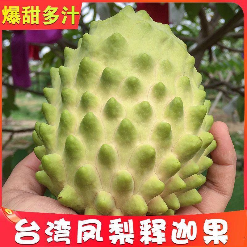 释迦果苗特大新品种黄龙释迦果嫁接苗当年开花结果带土带叶发