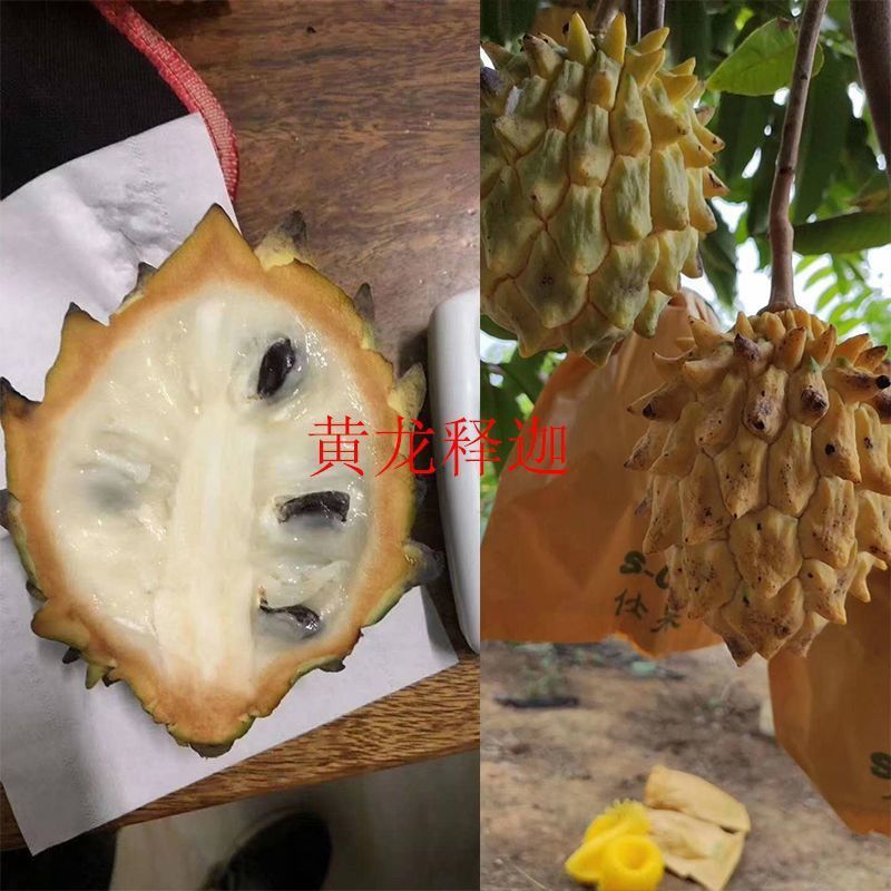 释迦果苗特大新品种黄龙释迦果嫁接苗当年开花结果带土带叶发