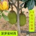 红肉12号四季菠萝蜜树苗耐寒嫁接果树苗木菠萝蜜苗当年结果