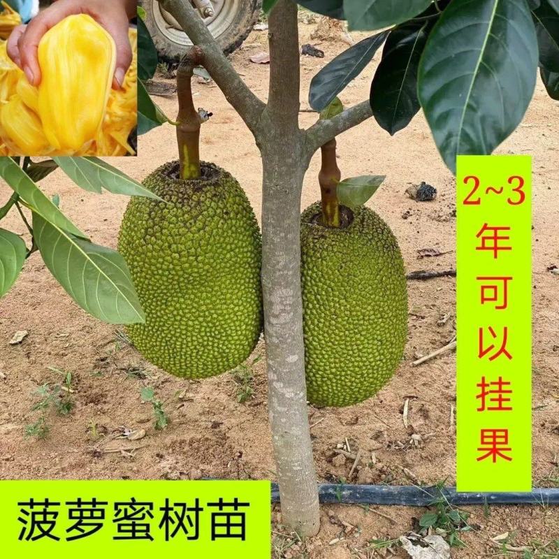 红肉12号四季菠萝蜜树苗耐寒嫁接果树苗木菠萝蜜苗当年结果