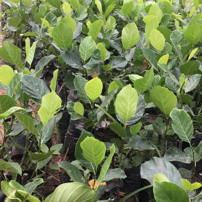 红肉12号四季菠萝蜜树苗耐寒嫁接果树苗木菠萝蜜苗当年结果