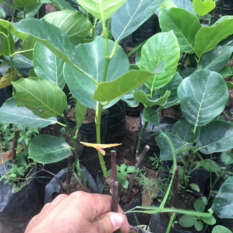 红肉12号四季菠萝蜜树苗耐寒嫁接果树苗木菠萝蜜苗当年结果