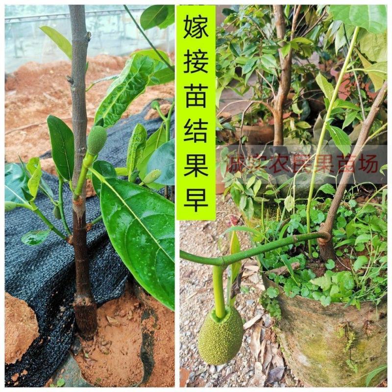 红肉12号四季菠萝蜜树苗耐寒嫁接果树苗木菠萝蜜苗当年结果