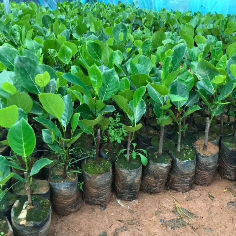 红肉12号四季菠萝蜜树苗耐寒嫁接果树苗木菠萝蜜苗当年结果