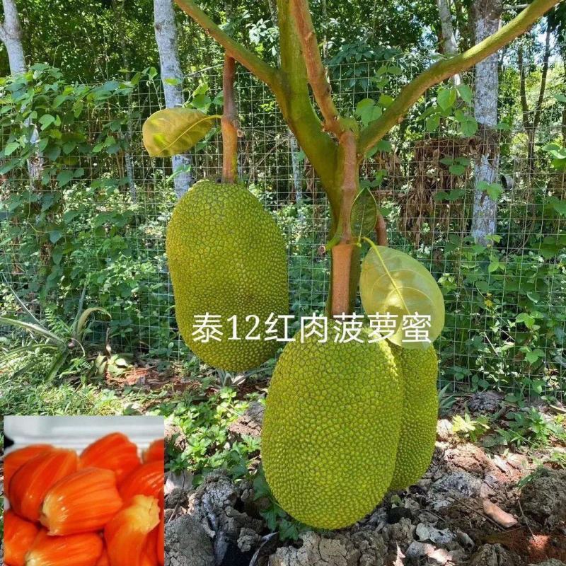 红肉12号四季菠萝蜜树苗耐寒嫁接果树苗木菠萝蜜苗当年结果