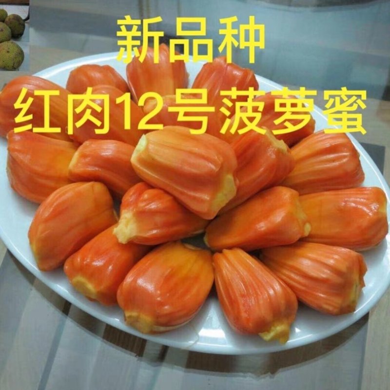 红肉12号四季菠萝蜜树苗耐寒嫁接果树苗木菠萝蜜苗当年结果