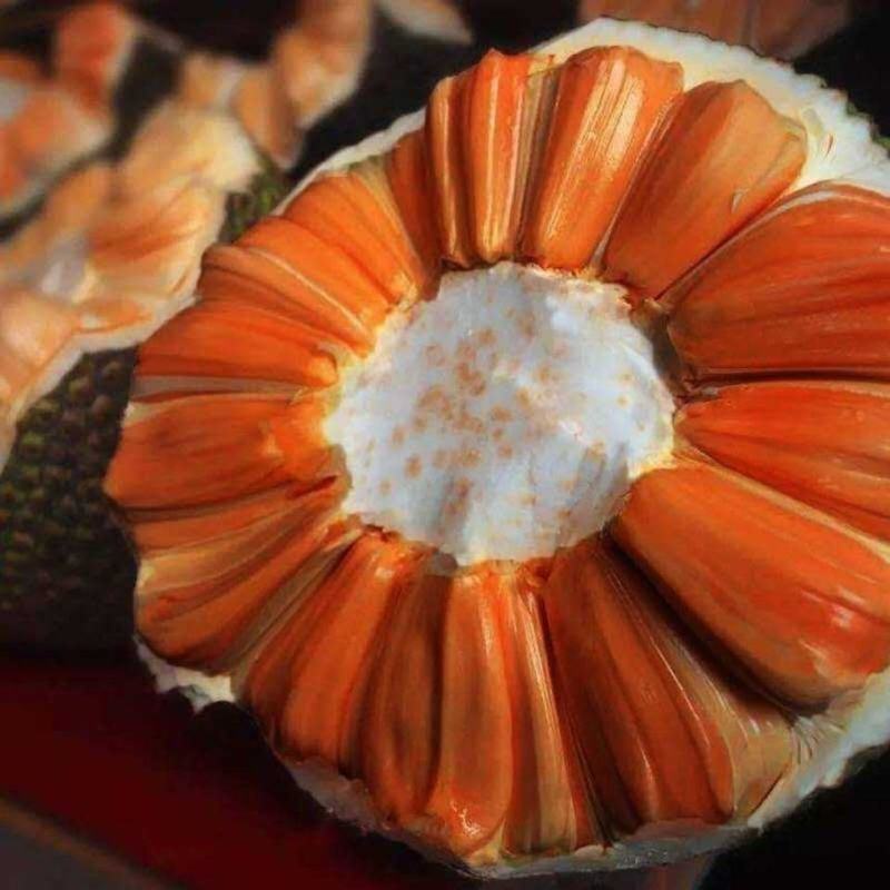 红肉12号四季菠萝蜜树苗耐寒嫁接果树苗木菠萝蜜苗当年结果