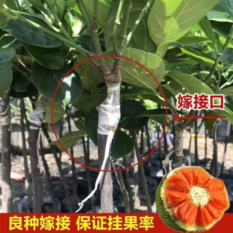 红肉12号四季菠萝蜜树苗耐寒嫁接果树苗木菠萝蜜苗当年结果