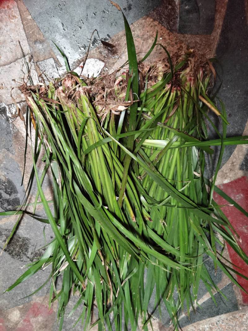 石菖蒲种苗