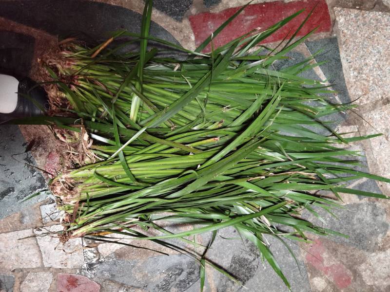 石菖蒲种苗