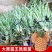 新品凤梨苗红肉菠萝西瓜凤梨苗手撕金钻凤梨苗高产量当年结果
