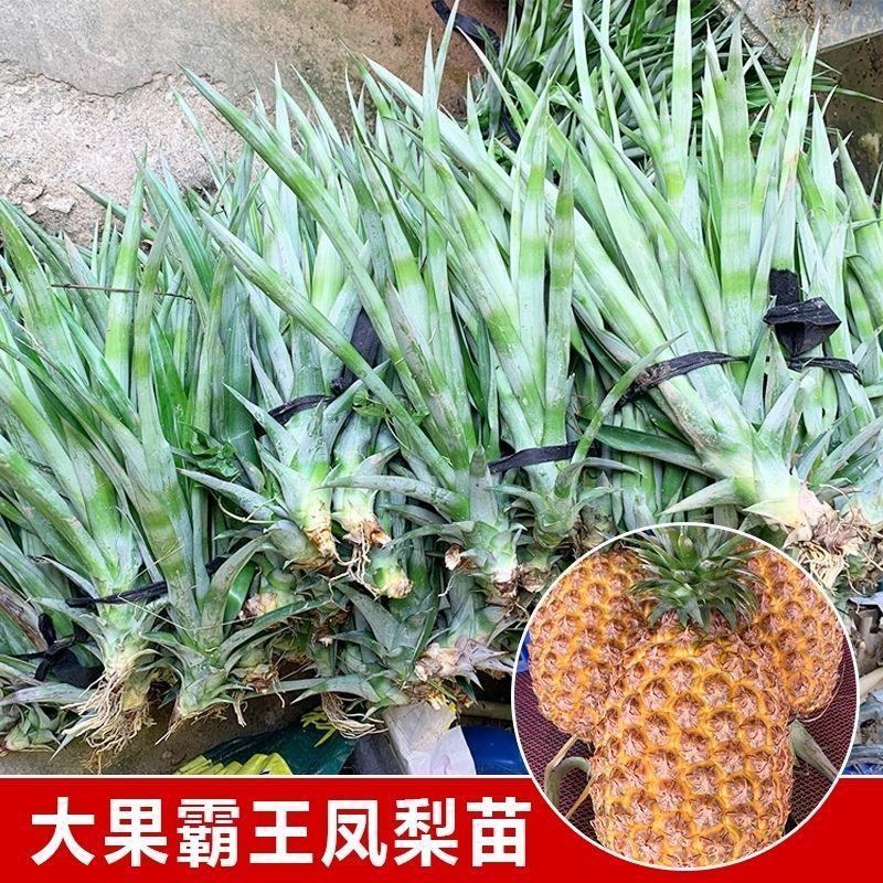 新品凤梨苗红肉菠萝西瓜凤梨苗手撕金钻凤梨苗高产量当年结果