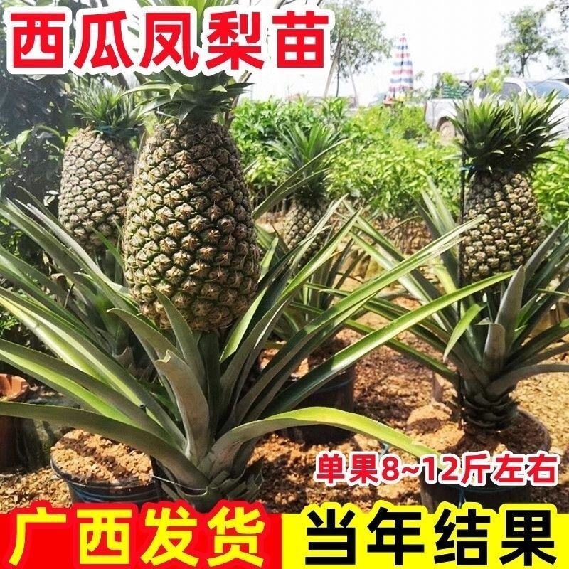 新品凤梨苗红肉菠萝西瓜凤梨苗手撕金钻凤梨苗高产量当年结果