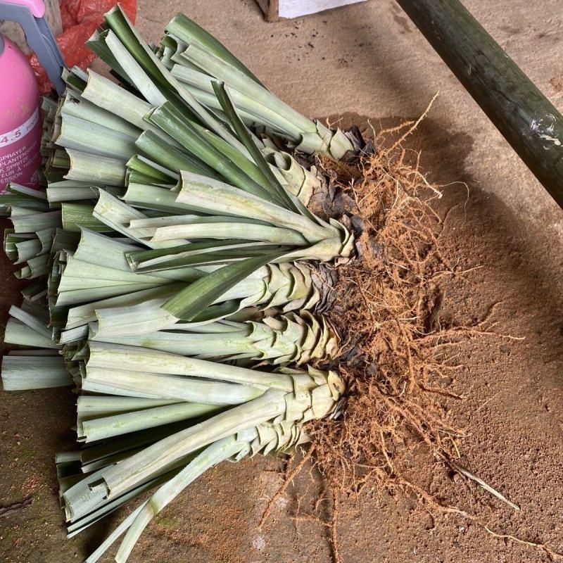 新品凤梨苗红肉菠萝西瓜凤梨苗手撕金钻凤梨苗高产量当年结果