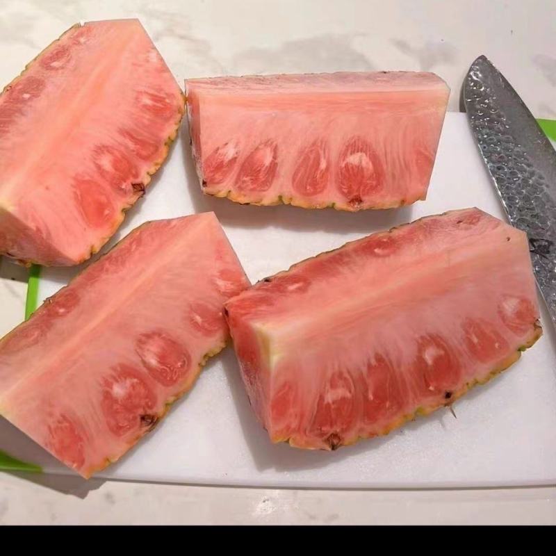 新品凤梨苗红肉菠萝西瓜凤梨苗手撕金钻凤梨苗高产量当年结果
