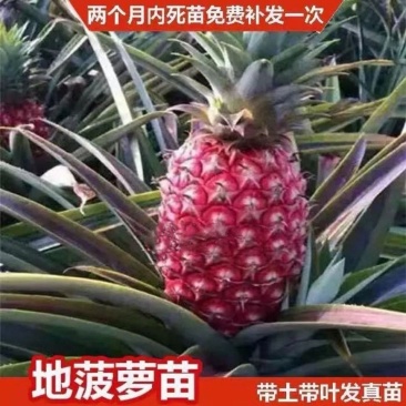 新品凤梨苗红肉菠萝西瓜凤梨苗手撕金钻凤梨苗高产量当年结果