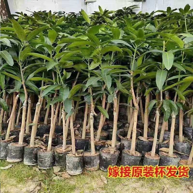 正品太阳芒果树苗金煌芒果贵妃芒果桂七凯特贵妃台农嫁接苗