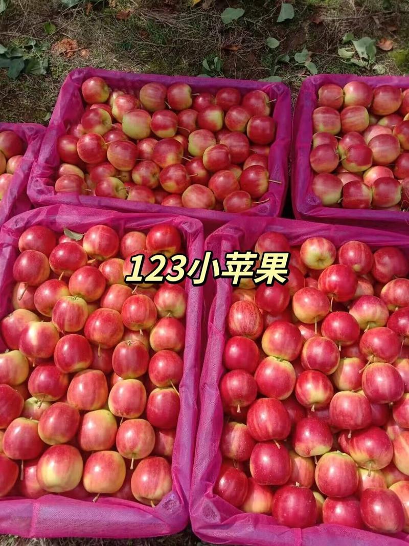 辽宁省，西丰县，双榆村123小苹果基地，口感甜脆，大量上