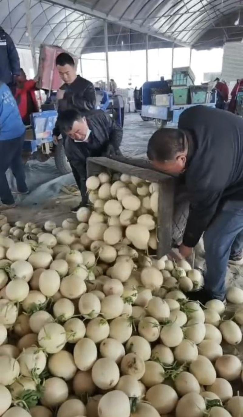 莘县甜瓜精品红金蜜大量供货产地直供对接全国电商超市