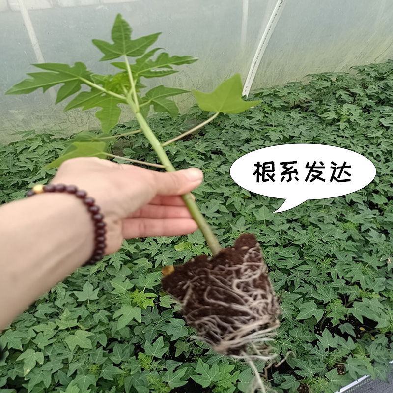 木瓜树苗大青红肉水果红心木瓜苗矮化木瓜苗南方种植四季结果