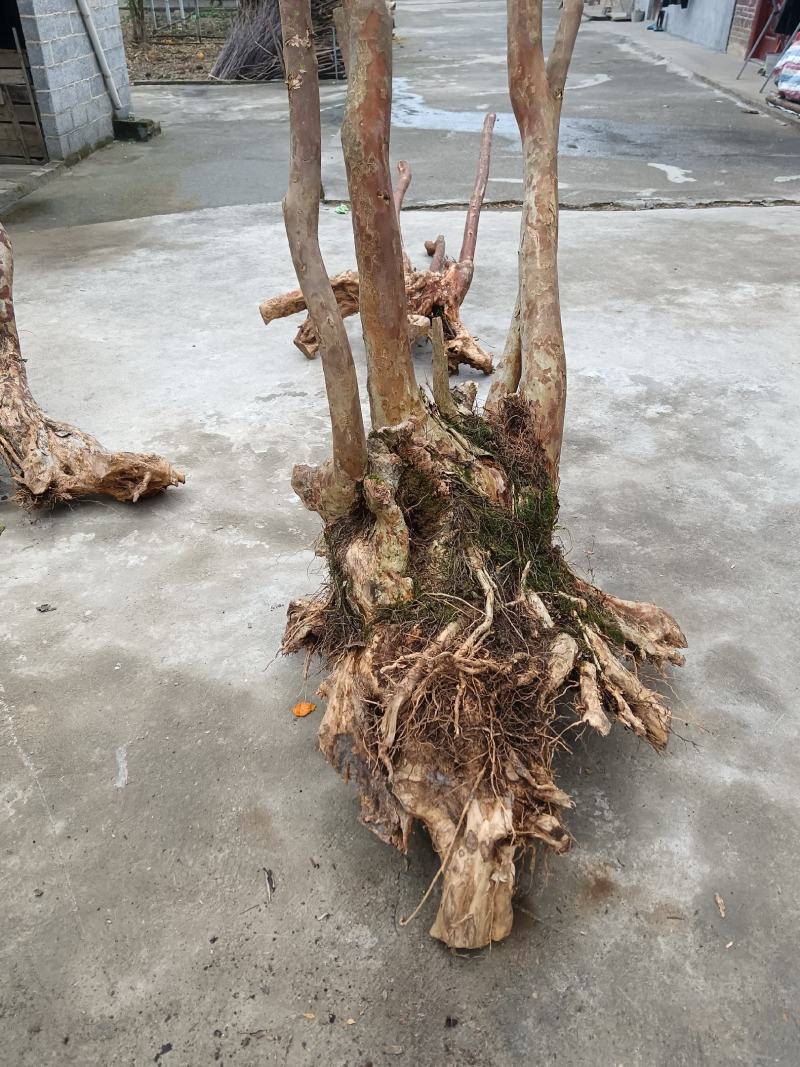 紫薇
