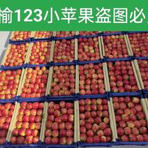 辽宁省西丰县双榆123小苹果基地，大量上市。