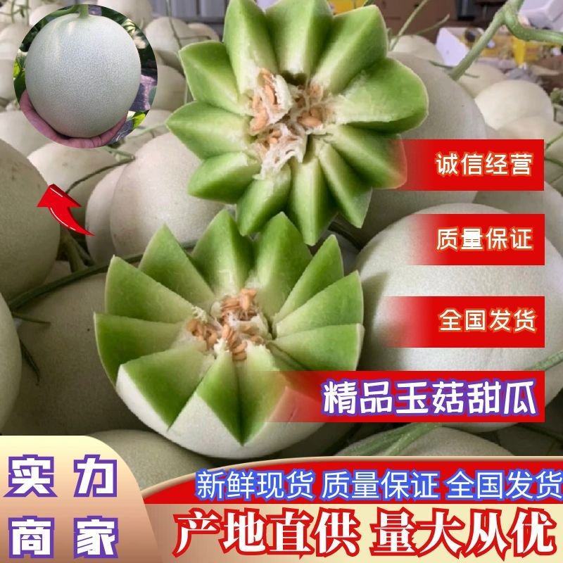 莘县精品玉菇甜瓜量大从优白皮绿肉一手货源供全国商