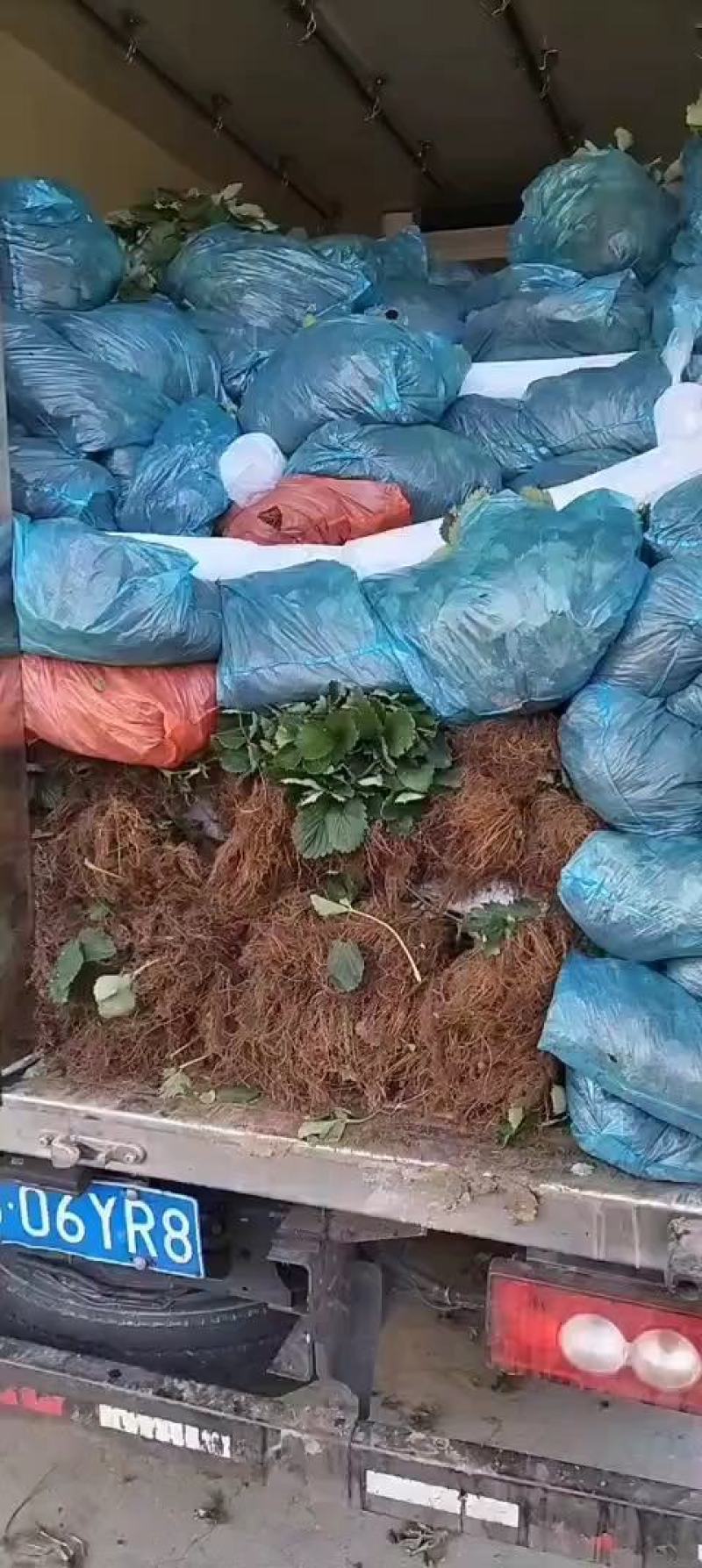 平度优质甜宝草莓嫁植苗，一级无病菌，高产，根系发达