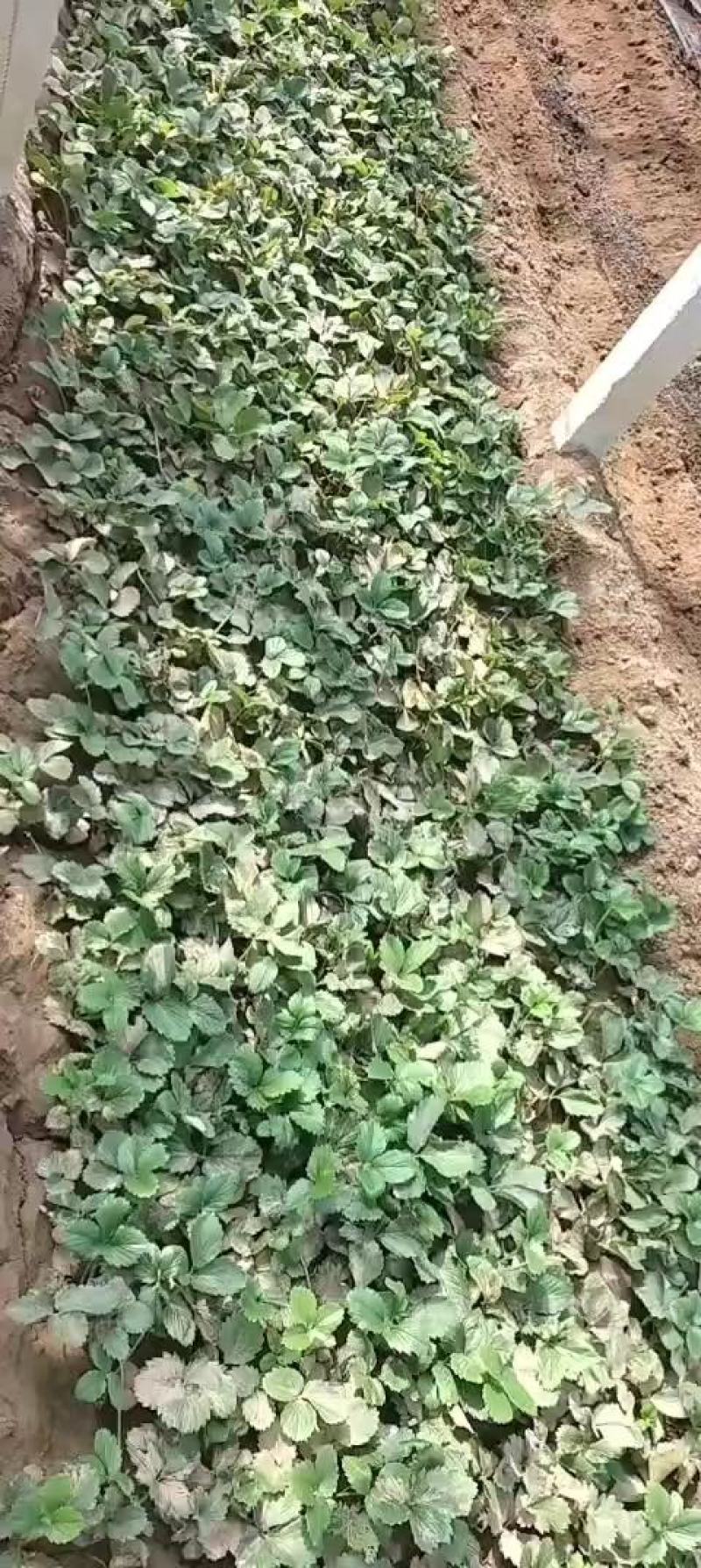 平度优质甜宝草莓嫁植苗，一级无病菌，高产，根系发达