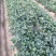 平度优质甜宝草莓嫁植苗，一级无病菌，高产，根系发达